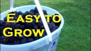 Easy to Grow Triple Crown Thornless Blackberries [upl. by Mauer]