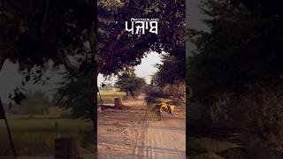 🏡Panjab  Punjabiyat  Punjab Lifestyle shortsfeed panjab shorts punjabistatus trending [upl. by Vaish950]