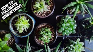 How To Cross Pollinate Haworthias 🌱 Hybridize 2 Haworthia Varieties [upl. by Nevet]