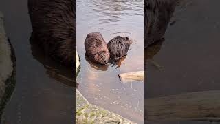 North American Beaver [upl. by Ecirtnuahs]