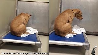 Saddest dog just stares at the wall after his adoption fell through [upl. by Plank]