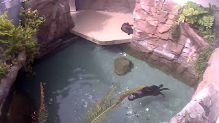 8 Hours of Adorable Sea Otters 🦦 Special guests  Fur seals Web Cam Recording [upl. by Nahshun]