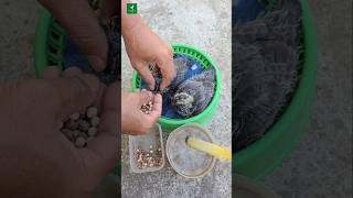 Pigeon baby hand feeding  shorts pest pigeon trending [upl. by Bourque189]