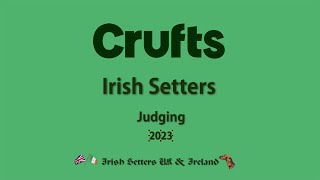 Crufts Irish Setter Judging 2023 [upl. by Ahearn]