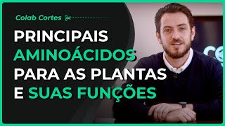 Cortes Colab  Principais aminoácidos para as plantas e suas funções [upl. by Nairadal]