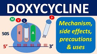 Doxycycline  Mechanism precautions side effects amp uses [upl. by Anerroc]