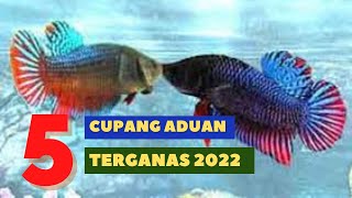 Mengenal 5 Jenis Ikan Cupang Aduan Terganas 2022 [upl. by Ettezel]