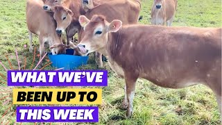 What’s happened on the farm this week Jersey Royal potatoes and cows out for the first time [upl. by Xila]