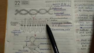 Giant Chromosomes l Polytene Chromosome l Lampbursh chromosome l complete notes [upl. by Otter394]