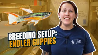 BREEDING Rare N Class Endlers Tank Setup [upl. by Azelea]