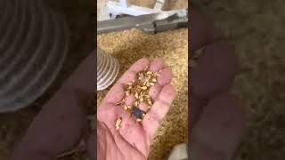 Cleaning Camelina Seed [upl. by Salba]