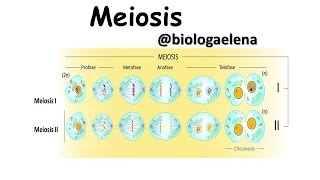 Meiosis  Gametogénesis [upl. by Nahsad533]