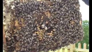 Keeping honey bees New Beekeepers find the queen [upl. by Belcher]