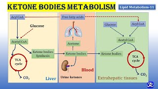 11 Ketone bodies Metabolism  Lipid Metabolism11  Biochemistry  NJOY Biochemistry [upl. by Carder802]