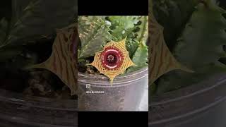 Huernia zebrina 1st time bloom A gift from Justins orchids and more [upl. by Adnamas]