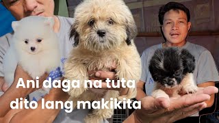 Nallas Paws update Ani daga na mga tuta dito lang makikitapuppy bulacanpetmarket pets [upl. by Ieso455]