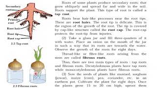 2 Plants  Structure and Function  Class 7 Science Textbook Full Explanation in Hindi [upl. by Onfroi]