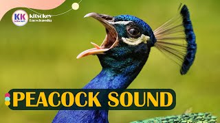 Peacock sound Peacock sound with video peacock call Peacock sound effect [upl. by Poole]