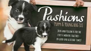 Pashions Puppy amp Young Dog 1x1 – OnlineDiary  Trailer English [upl. by Annaliese]