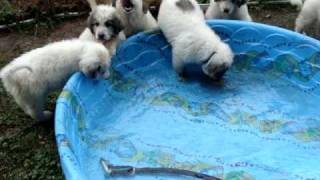 Great Pyrenees puppies in swimming pool [upl. by Capriola]