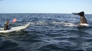 Kayaking with a Sperm Whale  Deadly 60  Series 3  BBC Earth [upl. by Erasme454]