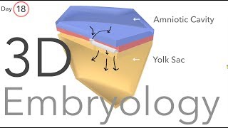 Gastrulation  Embryology [upl. by Atnovart493]