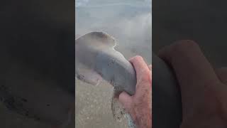 Bonnethead shark catch and release at Melbourne Beach tight lines [upl. by Littell]