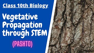 Vegetative propagation through stem  Pashto  Home of biology [upl. by Ehcram]