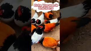 ShortsReelsCuteVorwerkChickens sikderpigeonbd foryou shortsvideo birds chicken animals [upl. by Nivlam]