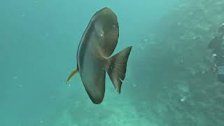 Batfish following me when scuba diving [upl. by Perron]