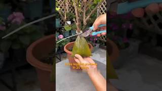 three legged Plumeria method can growing more roots quickly bougainvillea plumeria [upl. by Odnesor183]