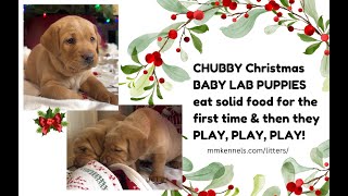 Watch the CHUBBIEST and CUTEST Baby Fox Red Lab Puppies PLAYING amp Being FUNNY [upl. by Madson]