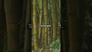 A Lesson in Patience shortvideo dailyviralvideo viralreels viralvideos [upl. by Donn]