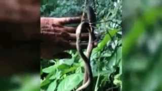 Giant Spider Battles Snake in Australia [upl. by Francis]