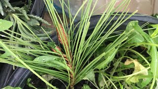 Pine Tree Propagation Update [upl. by Sidwell]