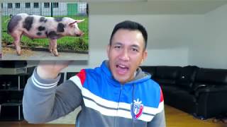 How to Start a Piggery Business Philippines in 2024 [upl. by Philipa668]