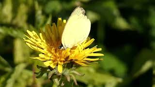 Northern Grass Yellow Butterfly Sips Floral Nectar of Common Dandelion 240fps [upl. by Rebmetpes]