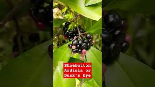 🛑Ardisia Elliptical Coralberry 🛑 shortvideo shorts short plants [upl. by Cressy178]