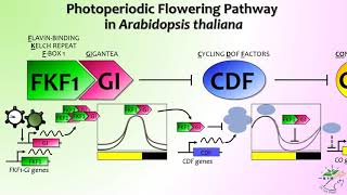 Photoperiodic Flowering  Part 2 [upl. by Peatroy]