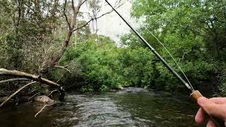 Amazing Fly fishing Tasmanias Tyenna River for brown trout using a dry dropper rig on my Euro rod [upl. by Bolten]