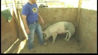 Showing FFA Pigs for Auction  Pig Show Confirmation Judging [upl. by Luamaj]