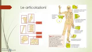 Articolazioni legamenti e muscoli [upl. by Altaf850]