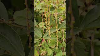 Flowers of Dioscorea pentaphylla [upl. by Ambrosine860]