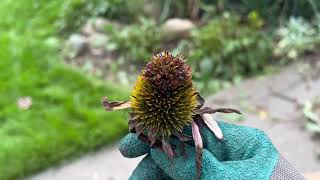 Yikes I have mites on my echinacea or is it something else [upl. by Baalbeer]