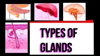 Types of glands I Exocrine I Endocrine I Merocrine I Apocrine I Holocrine I Serous I Mucous I [upl. by Lowrance]