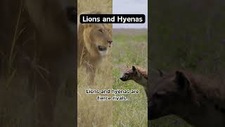 Lions vs Hyenas Fierce Rivals shorts [upl. by Ileek562]