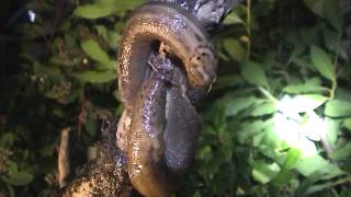 Leopard Slugs Limax maximus mating [upl. by Olva]