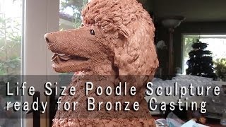 Poodle  Clay Dog sculpture ready for the bronze foundry [upl. by Blackman]