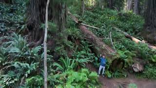 Life in the Redwood forest Beautiful No Cal  4K UHD [upl. by Trahern797]