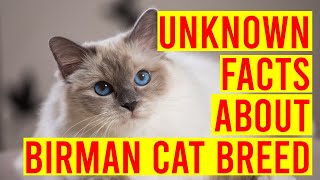 10 Interesting Facts About Birman Cat Breeds All Cats [upl. by Aelyk]